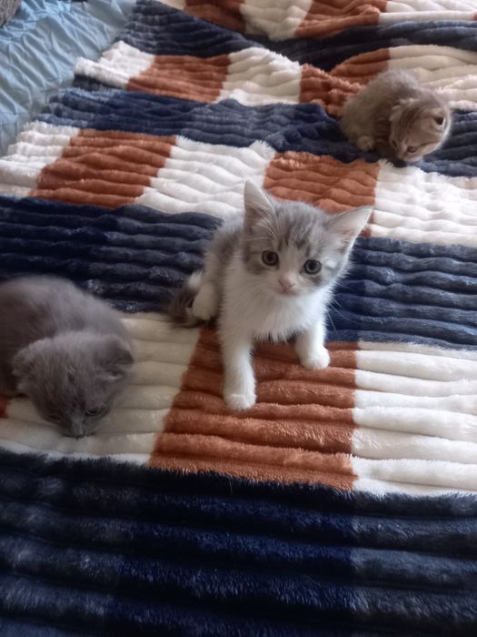 Котята вислоухие