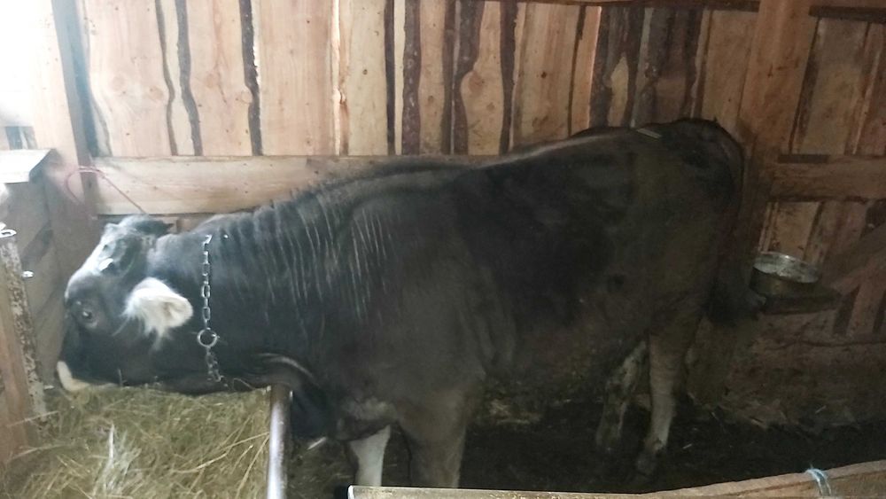 Vițel de ca 250 kg