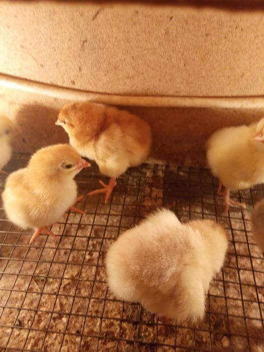 Продам бройлерных цыплят