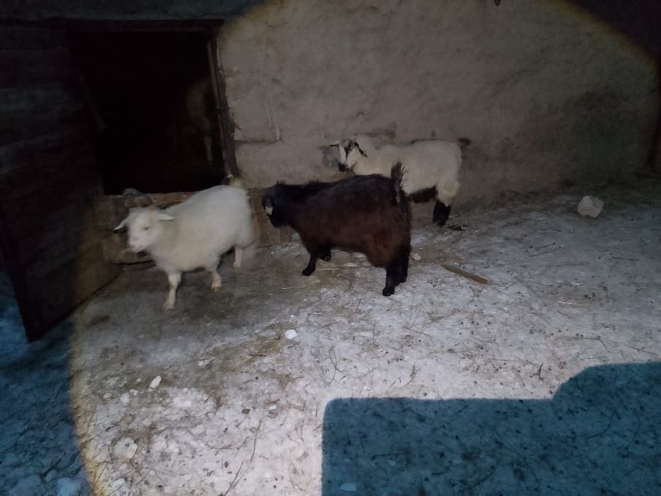 2 Ешкілер сатылады