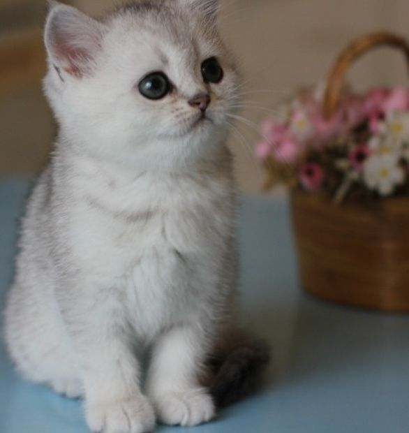 Котята Мраморные , Шиншиллы , Бикалоры
