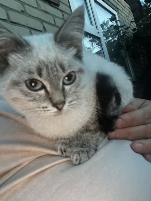 Отдам Котенка Могу привезти