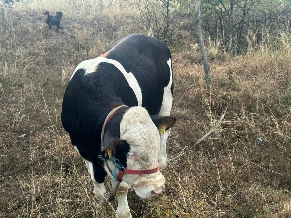 Vând vitel bălțat românesc
