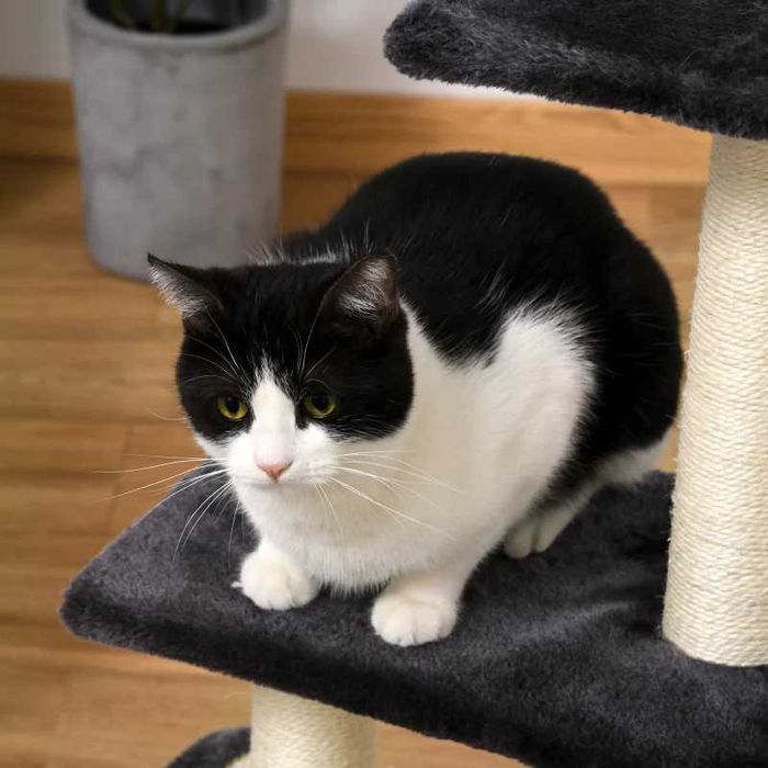 PawHut Дърво за котки 72 см с плюшени топки, сизалови стълбове