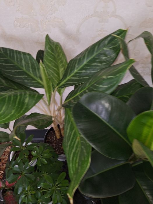 Комнатные растение