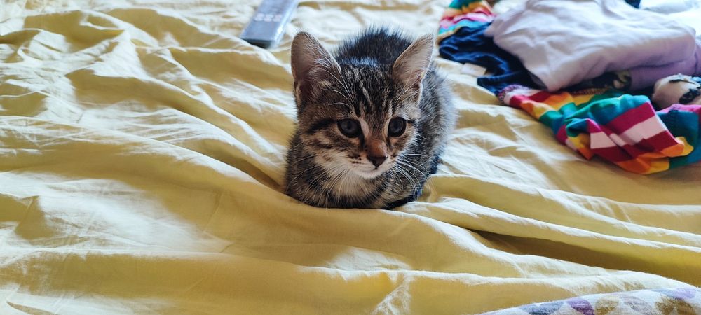 Подарявам 3 Котета