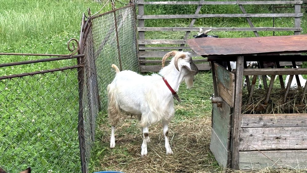 Vand capre, detalii la telefon