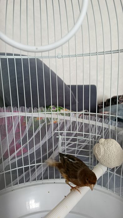 Канарейка поющий самец