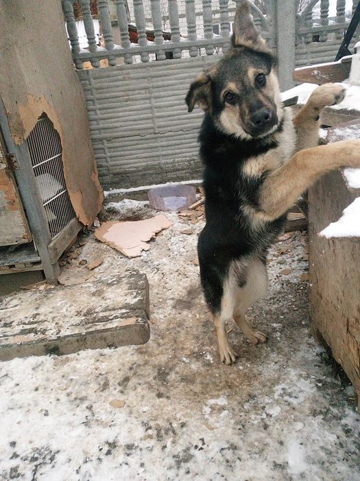 Овчарка күшік 2.5 айлық еркек.