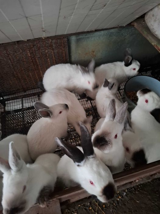 Заици Калифорниици