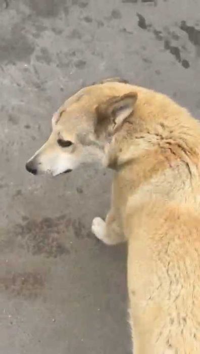 Ищем любящих хозяев