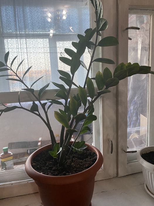 Цветок Замиокулькас