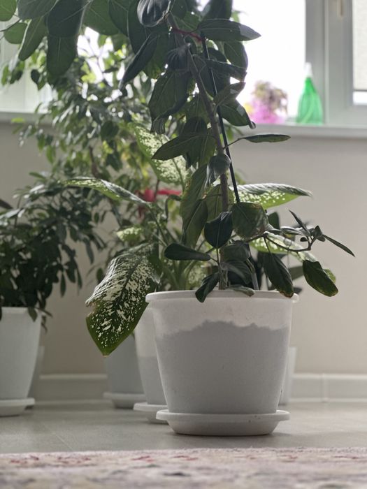 Цветы комнатные