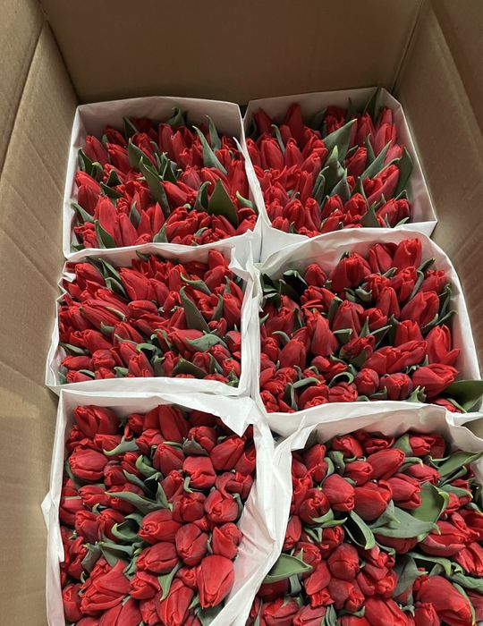 Тюльпаны оптом и в розницу клубника в шоколаде