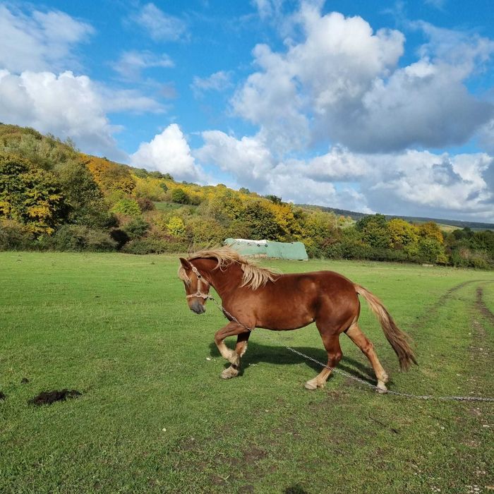 Vând 2 mânze si un mânz