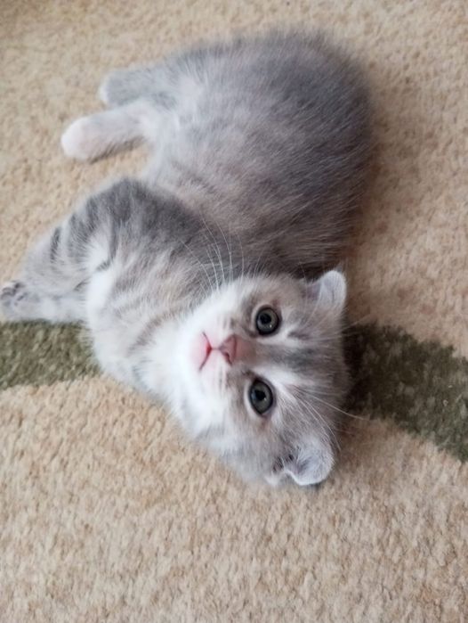 Отдам котят в добрые руки