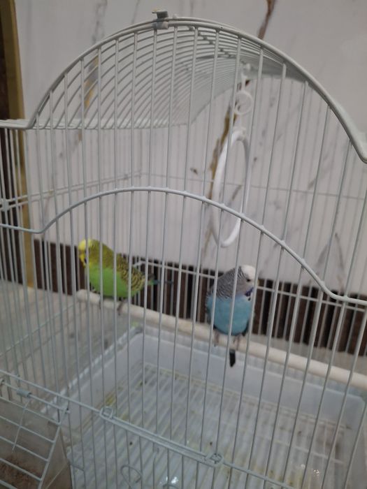 Волнистые попугаи