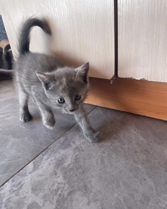 Продаем маленьких и милых 6 котят