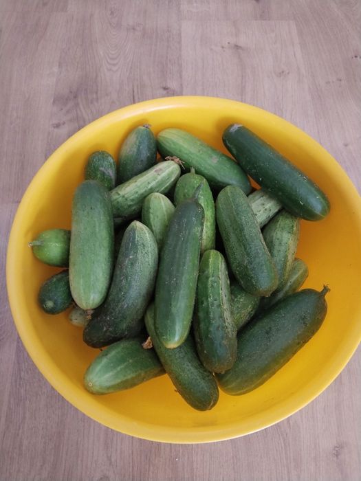 Продам огурцы,местный
