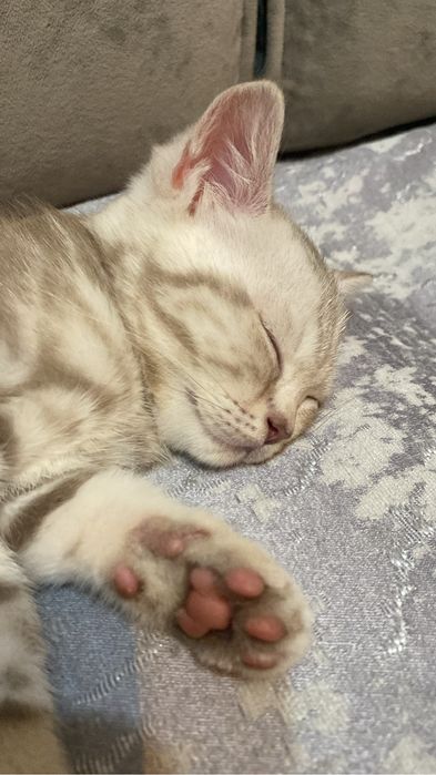 Шотландская скоттиш страйт