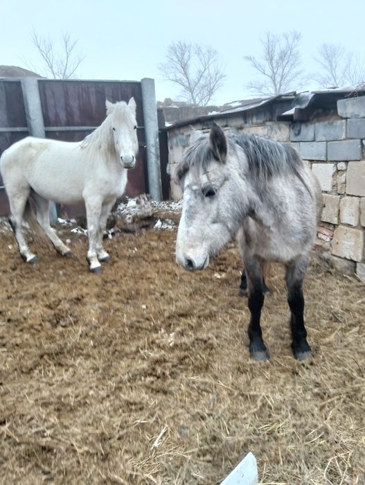 Екі бие сатылады 650 000 теңгеден