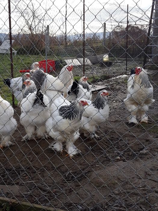 Vînd ouă găini rasă brahma herminat deschis