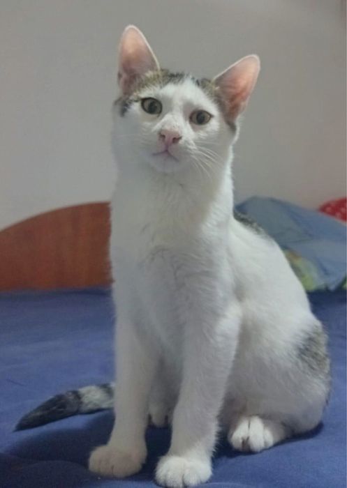 Metis  American Wirehair pui gratuit