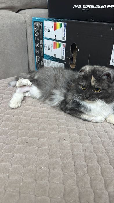 Пристраивается кошечка