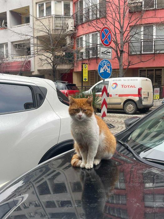 Котета на около 6 месеца в гр.София, Лозенец