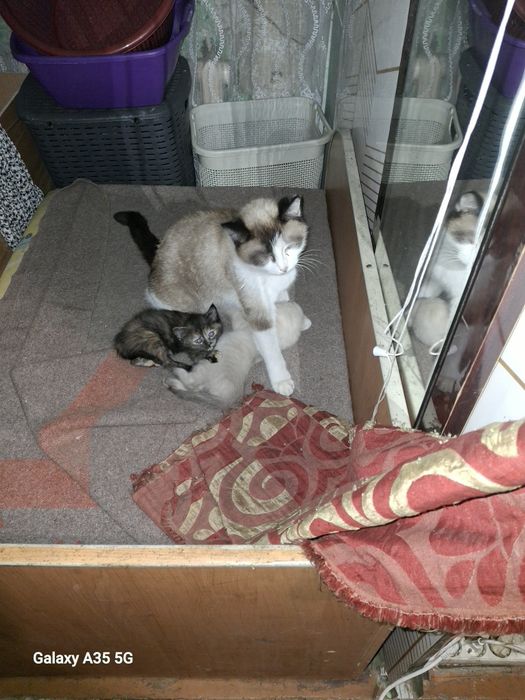 Отдам котят в хорошие руки.