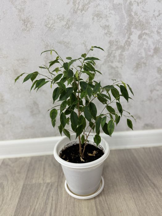 Фикус бенджамина продам