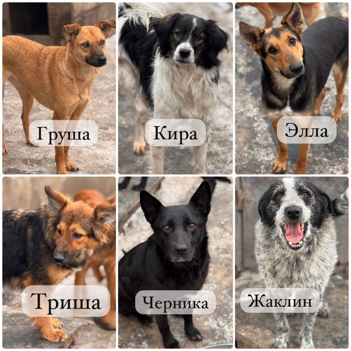 Собаки ищут семью