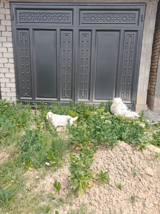 Echki 1ta ona bola. 1ta Ona echki