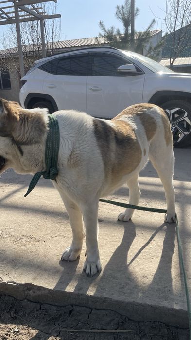 Продаю алабай самка