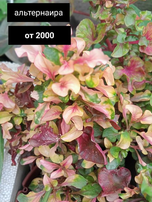 цветы комнатные  ценаот 1500