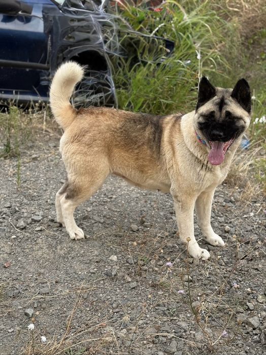 Америкаска акита кученца мъжки и женски