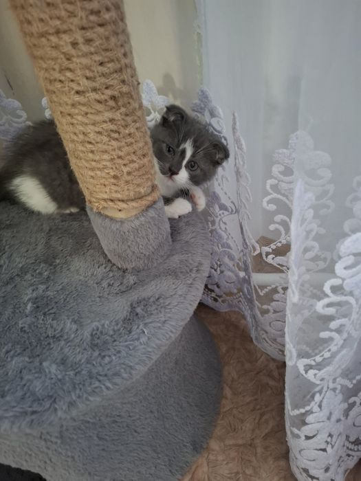 Отдадим в добрые руки котят