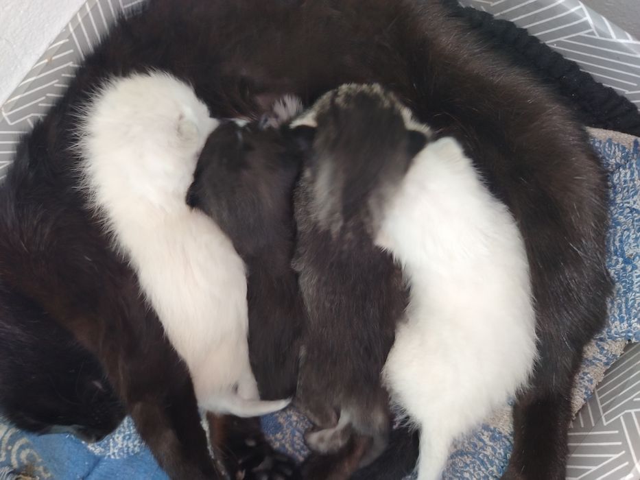 Отдам котят в добрые руки