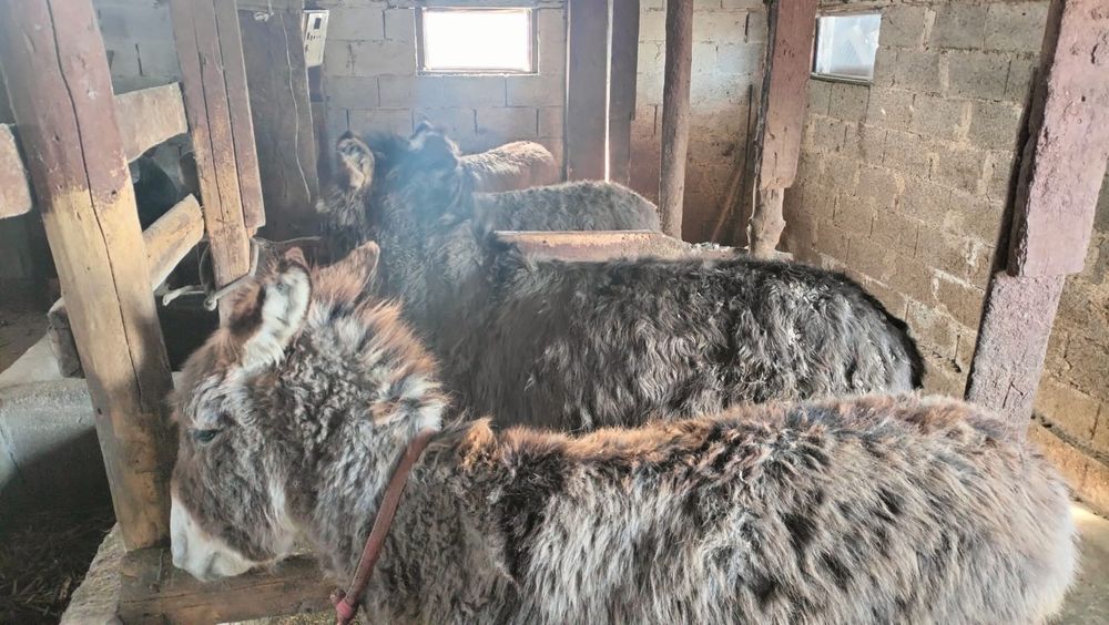 Продам ослов,осёл,есек