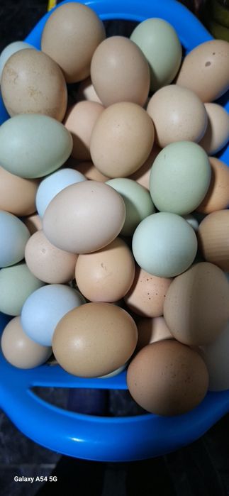 Ouă proaspete,  de la țară