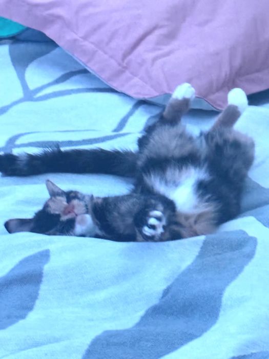 Отдам кошку в добрые руки