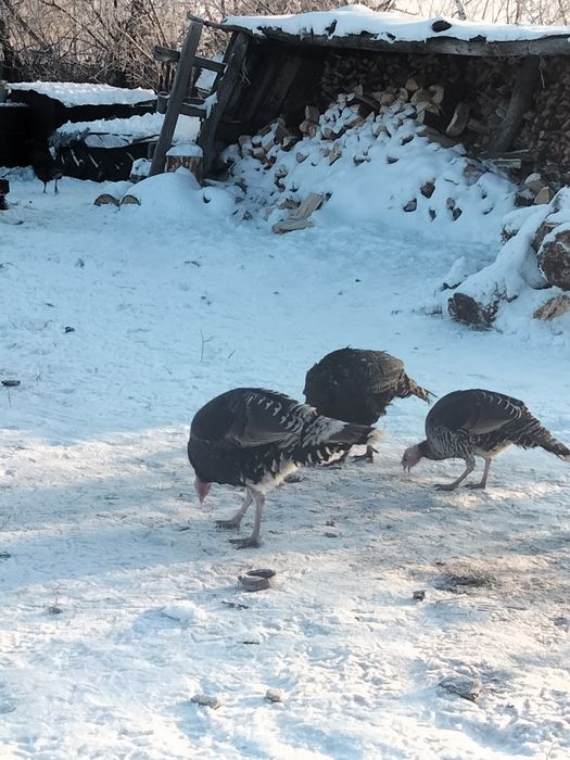 Продам Индюков живыми