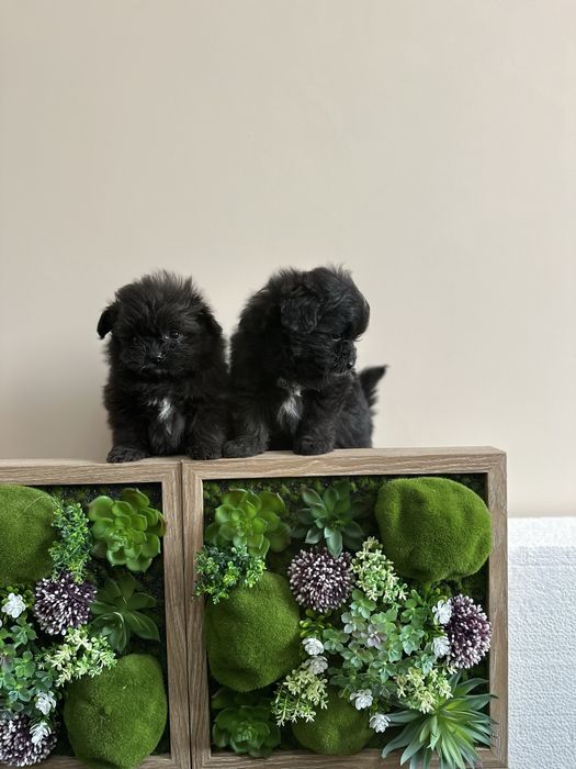 Помапу -Pomapoo.