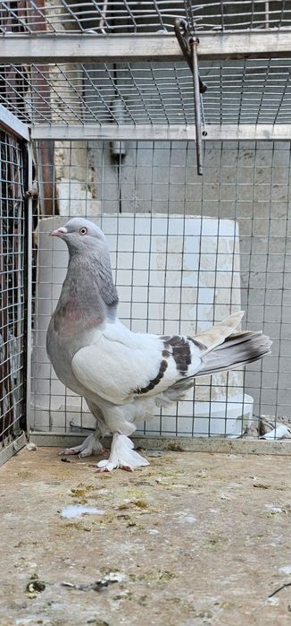 Голуби такла на продажу