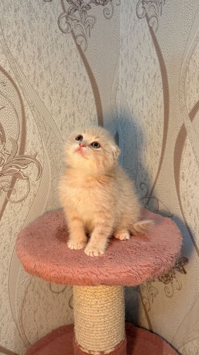 Порода: Британская короткашерстная шиншилла