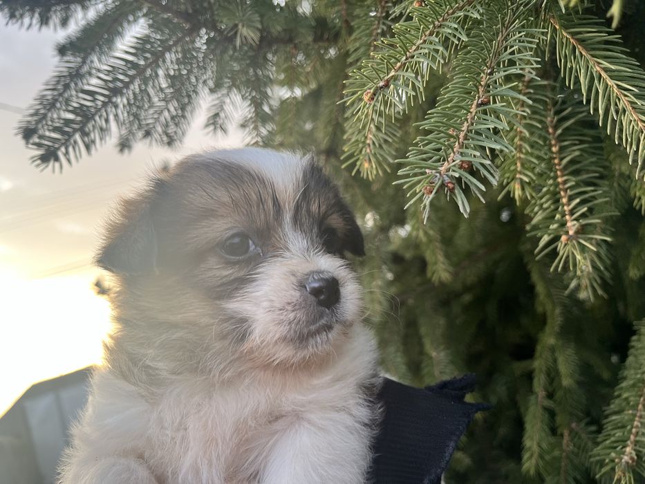 Vand catelusa talie mica