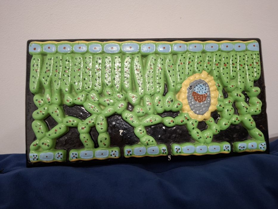 Учебен модел – растителна клетка / биология