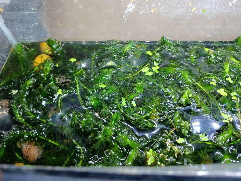 Улитки ампулярии