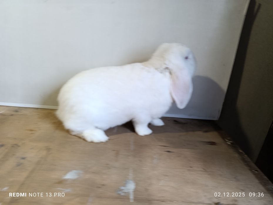 Крол французский баран