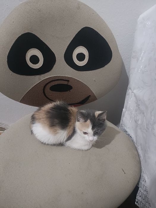 Котенок бесплатно